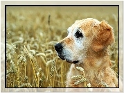 Golden Retriever, Pszenica