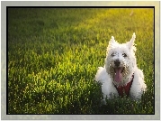 Piesek, West Highland White Terrier