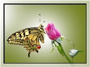 Motyl, Róża