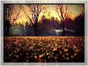 Plac, Drzewa, Park