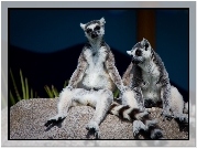 Siedzące, Lemury, Kamień