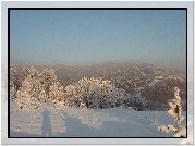 Las. Śnieg, Cień