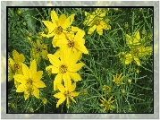 Żółte, Kwiaty, Nachyłek okółkowy
