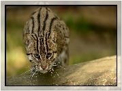 Ocelot