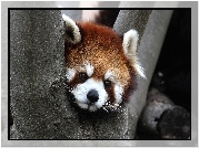 Panda, Czerwona, Drzewo, Pandka ruda