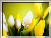 Tulipany