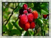 Chruścina Jagodna, Arbutus Unedo, Owoce, Rozmycie