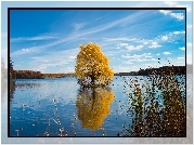 Jezioro, Las, Drzewa