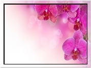 Różowe, Orchidea