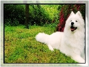 Samojed, Ogrd