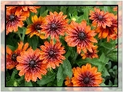 Rudbekia
