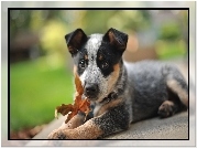 Australian cattle dog