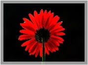 Czerwona, Gerbera