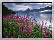 Stany Zjednoczone, Alaska, Fiord Kenai, Polne, Kwiaty, Wierzbówka kiprzyca, Góry
