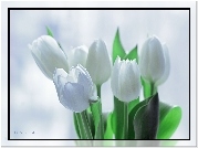 Białe, Tulipany, Kwiaty