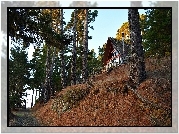 Droga, Las, Skarpa, Domek letniskowy