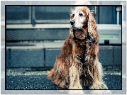 Cocker Spaniel, Pies, Ulica