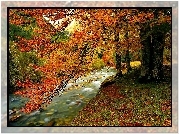 Jesień, Las, Potok