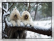 Dwa, Białe, Psy, Owczarki staroangielskie, Bobtail, Zima, Śnieg, Drzewo
