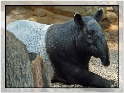 Tapir