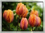 Tulipany