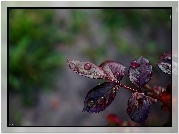Młode, Liście, Gałązka, krople, Rosa