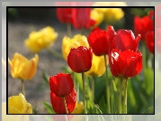 Czerwone, Żółte, Tulipany
