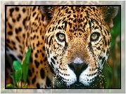 Jaguar, Oczy