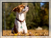 Pies, Jack Russell, Jesień, Liście