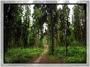Las, Ścieżka, Droga, Drzewa