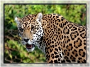 Jaguar