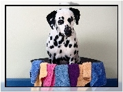 Pies, Dalmatyńczyk, Ręczniki, Miska
