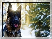 Pies, Owczarek, Niemiecki, Drzewo, Śnieg