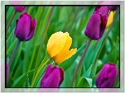 Kwiaty, Tulipany