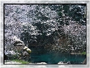 Las, Jezioro, Skały
