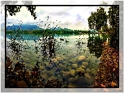 Park, Staw, Trawa, Kamienie, Łabędzie