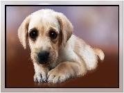 Szczeniaczek, Pazurki, Golden retriever