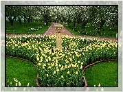 Park, Wiosna, Żółte, Tulipany