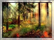 Las, Ogień, Dym