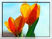 Żółto, Czerwone, Tulipany