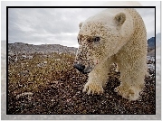 Arktyka, Niedźwiedź, Polarny