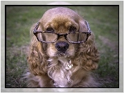 Pies, Spaniel, Okulary