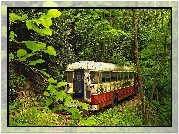 Las, Zardzewiały, Autobus