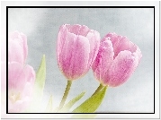 Różowe, Tulipany