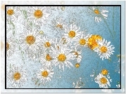 Margerytki, Kwiaty, Grafika