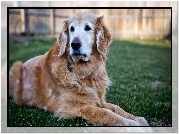 Golden Retriever, Trawa