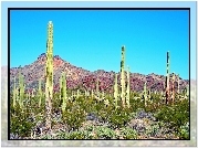 Kaktus, Arizona