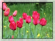 Tulipany
