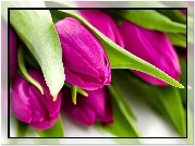 Fioletowe, Tulipany