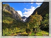 Góry, Lasy, Drzewa